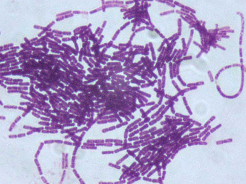Бактерии Bacillus thuringiensis против паразитов