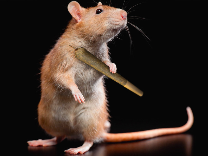 Крысы и марихуана