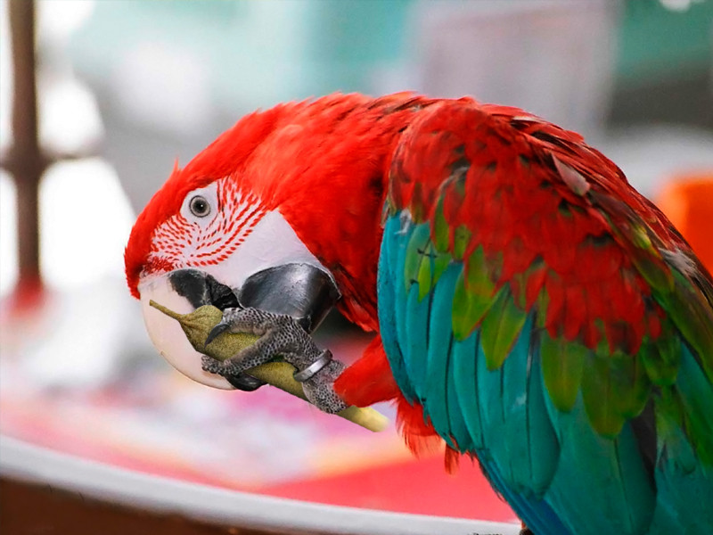 Семена марихуаны приносят пользу попугаям 